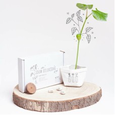 Wish plant 'Your lucky day'